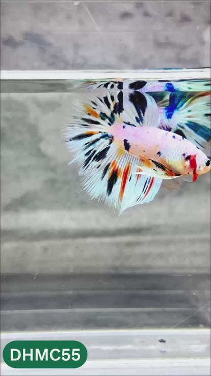 Multicolor Halfmoon Male Betta Fish | Order Directly From Farm | You Pick Fish