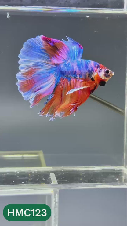 Multicolor Halfmoon Male Betta Fish | Order Directly From Farm | You Pick Fish