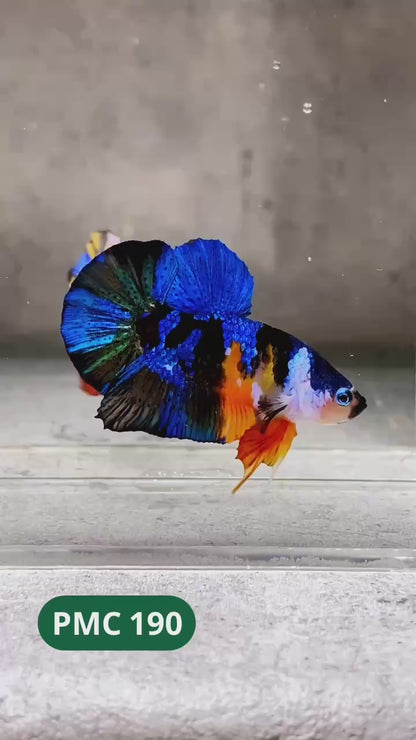 Multicolor Plakat Male Betta Fish |Show Grade|  You Pick Fish