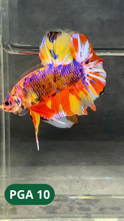 King Giant Plakat Male Betta Fish | You Pick Fish | High Grade