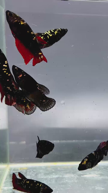 Black Panther Gold Plakat Female Betta Fish | Exotic Fish