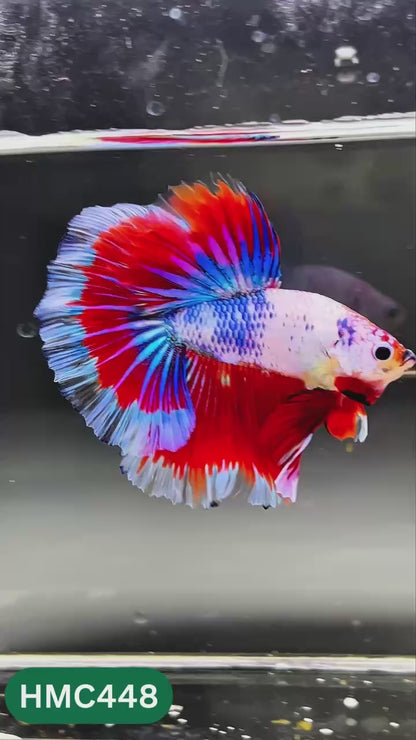 Nemo Halfmoon Male Betta Fish | Order Directly From Farm | You Pick Fish