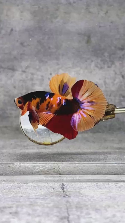 Multicolor Plakat Male Betta Fish |Show Grade|  You Pick Fish