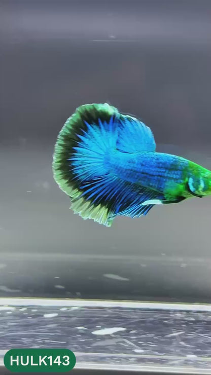 Black Hulk Halfmoon Male Betta Fish | You Pick Fish