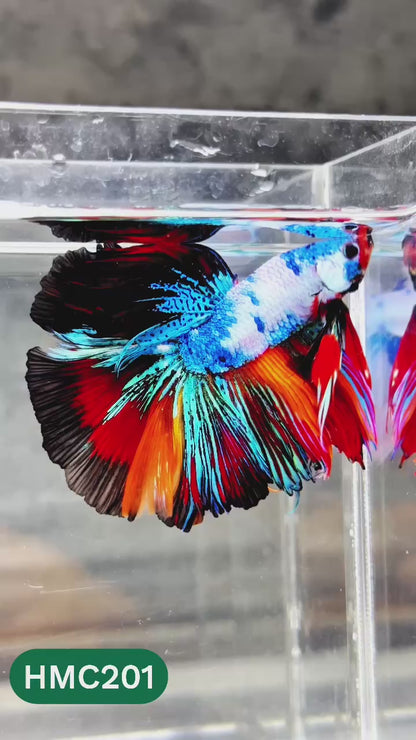 Multicolor Halfmoon Male Betta Fish | Order Directly From Farm | You Pick Fish