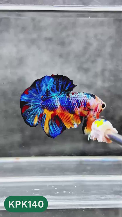 Multicolor Yellow Base Plakat Male Betta Fish | Order Directly From Farm |  You Pick Fish