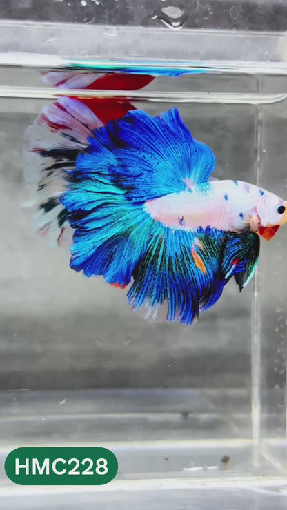 Multicolor Halfmoon Male Betta Fish | Order Directly From Farm | You Pick Fish