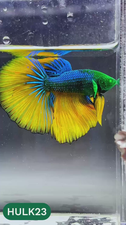 Black Hulk Halfmoon Male Betta Fish | You Pick Fish
