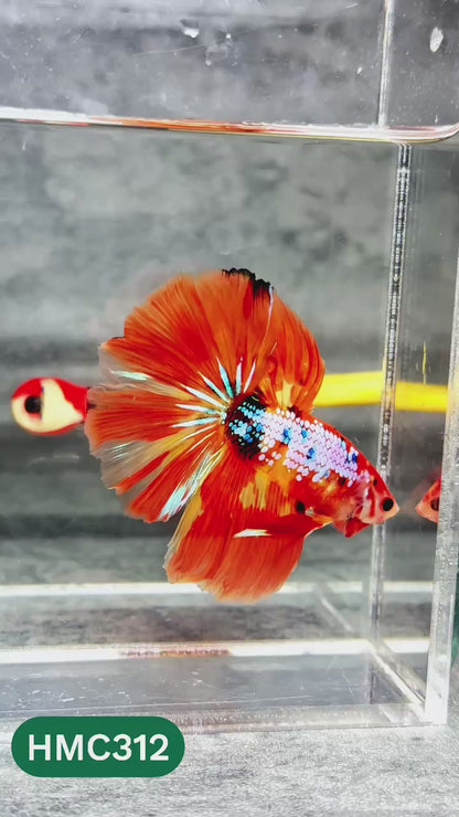 Multicolor Halfmoon Male Betta Fish | High Grade | Order Directly From Farm |  You Pick Fish |