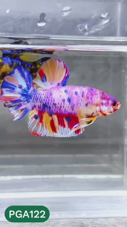 King Giant Plakat Male Betta Fish | You Pick Fish | High Grade