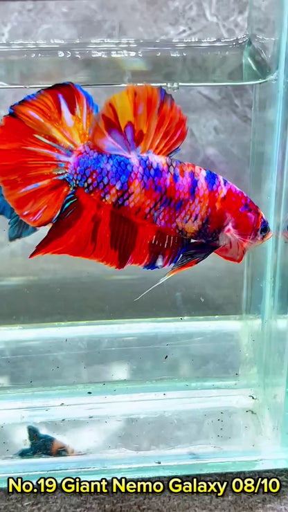 King Giant Plakat Male Betta Fish | You Pick Fish | High Grade