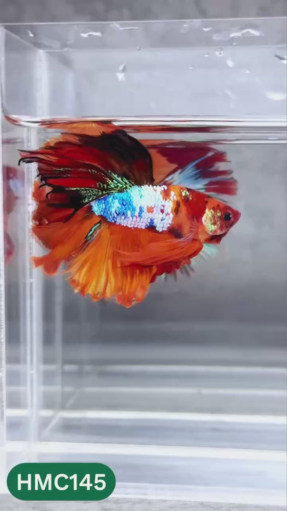 Multicolor Halfmoon Male Betta Fish | High Grade | Order Directly From Farm |  You Pick Fish |