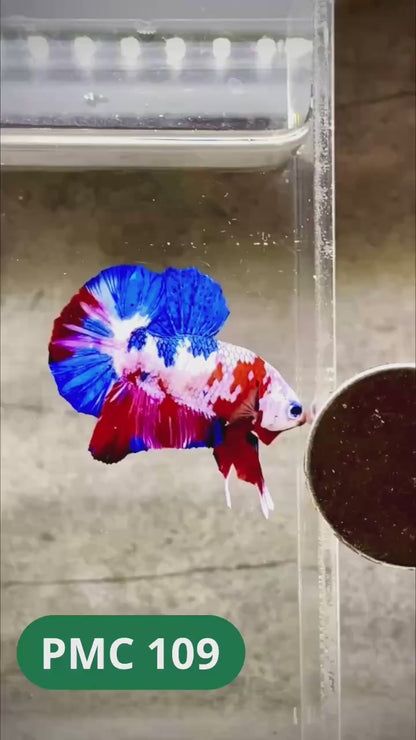 Multicolor Plakat Male Betta Fish |Show Grade|  You Pick Fish