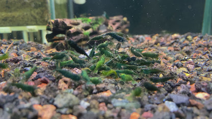 Green Jade Neocaridina Shrimp