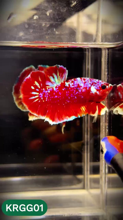Golden Star Dust Galaxy Plakat Male Betta Fish | Super Rare | You Pick Fish
