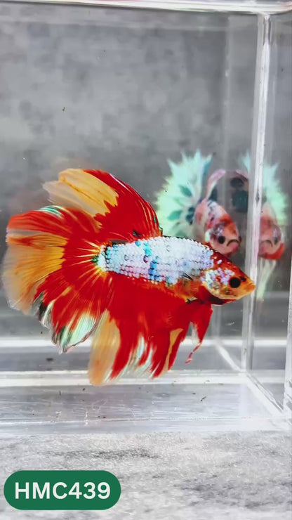 Multicolor Halfmoon Male Betta Fish | Order Directly From Farm | You Pick Fish