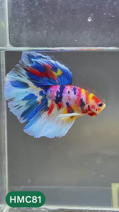 Multicolor Halfmoon Male Betta Fish | High Grade | Order Directly From Farm |  You Pick Fish |