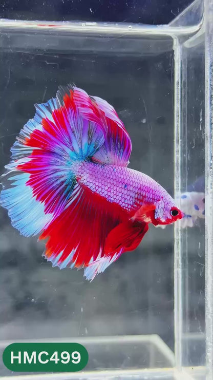 Multicolor Halfmoon Male Betta Fish | High Grade | Order Directly From Farm |  You Pick Fish |
