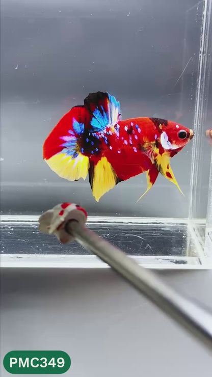 Multicolor Plakat Male Betta Fish | Show Grade |  You Pick Fish