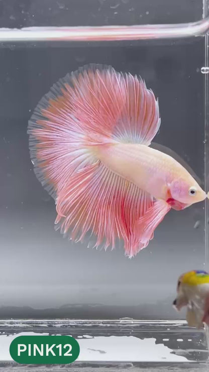 Pink Halfmoon Male Betta Fish | You Pick Fish | Order Directly From Farm