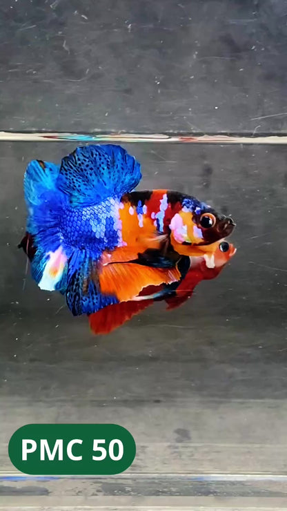 Multicolor Plakat Male Betta Fish |Show Grade|  You Pick Fish