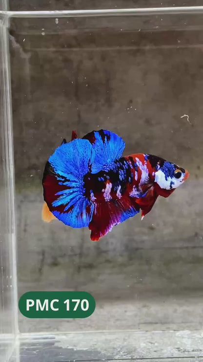 Multicolor Plakat Male Betta Fish |Show Grade|  You Pick Fish