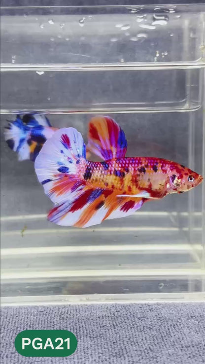 King Giant Plakat Male Betta Fish | You Pick Fish | High Grade
