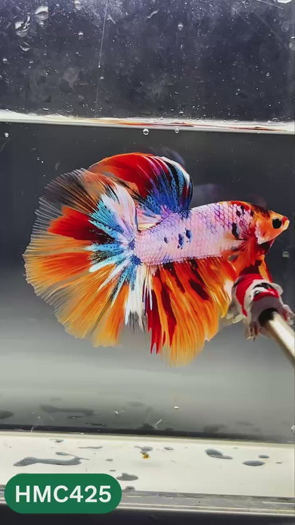 Nemo Halfmoon Male Betta Fish | Order Directly From Farm | You Pick Fish