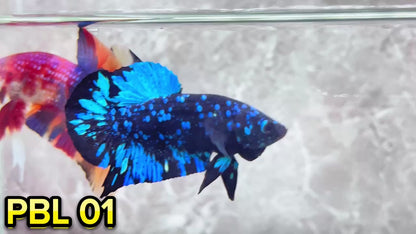 Black Star Nebula Plakat Betta | You Pick Betta | High Grade