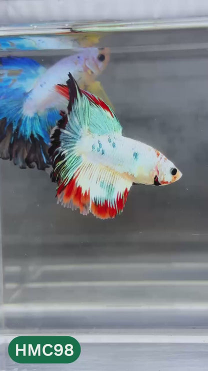 Multicolor Halfmoon Male Betta Fish | Order Directly From Farm | You Pick Fish