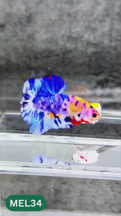 Metallic Plakat Betta Fish | You Pick Betta | Exotic Fish