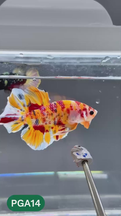 King Giant Plakat Male Betta Fish | You Pick Fish | High Grade