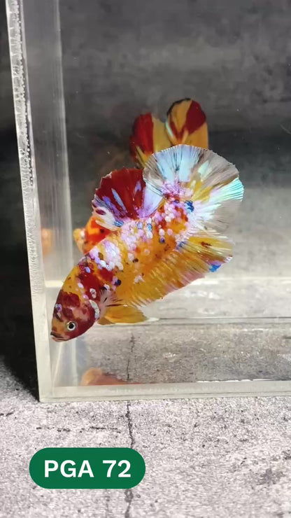 King Giant Plakat Male Betta Fish | You Pick Fish | High Grade