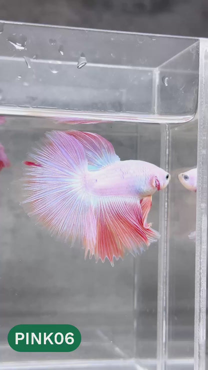 Pink Halfmoon Male Betta Fish | You Pick Fish | Order Directly From Farm