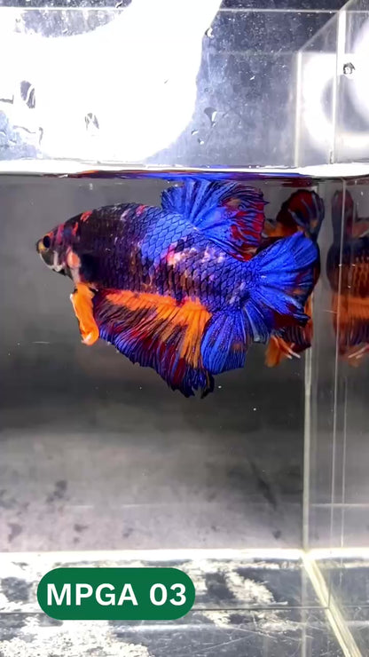 King Giant Plakat Male Betta Fish | You Pick Fish | High Grade