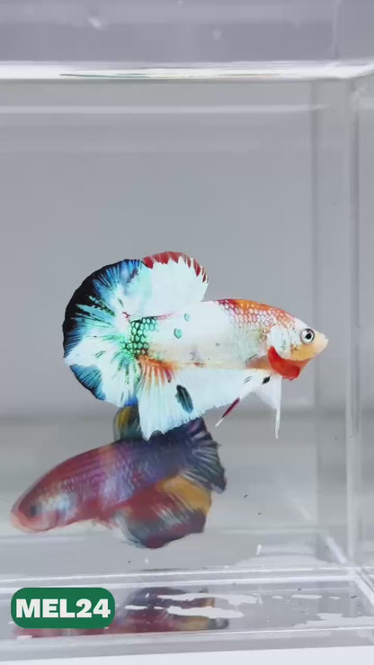 Metallic Plakat Betta Fish | You Pick Betta | Exotic Fish