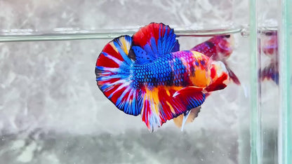 Metallic Plakat Betta Fish | You Pick Betta | Show Grade