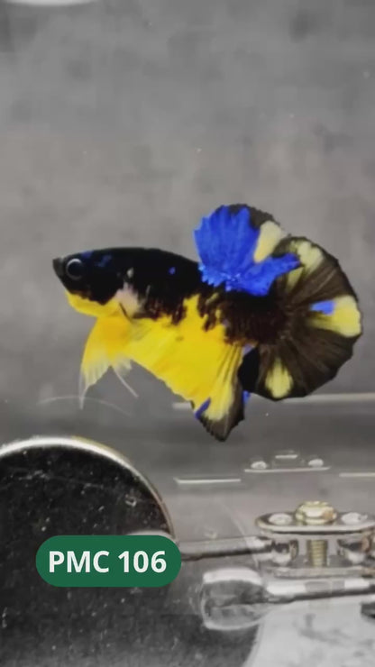 Koi Yellow Plakat Male Betta Fish | Show Grade | You Pick Fish