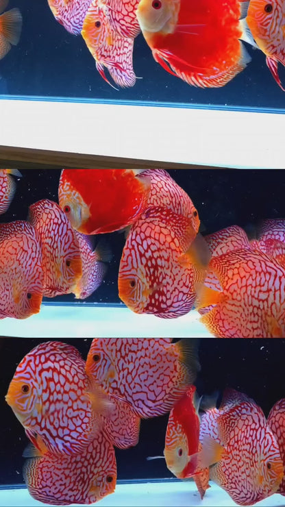 Red Pigeon Checkerboard Discus