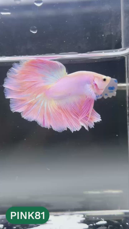 Pink Halfmoon Male Betta Fish | You Pick Fish | Order Directly From Farm