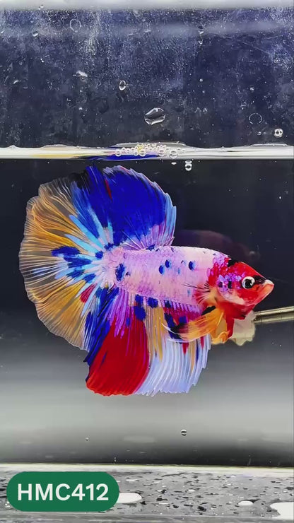 Nemo Halfmoon Male Betta Fish | Order Directly From Farm | You Pick Fish