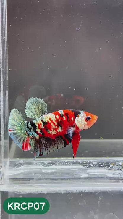 Koi Red Copper Plakat Male Betta Fish | You Pick Fish