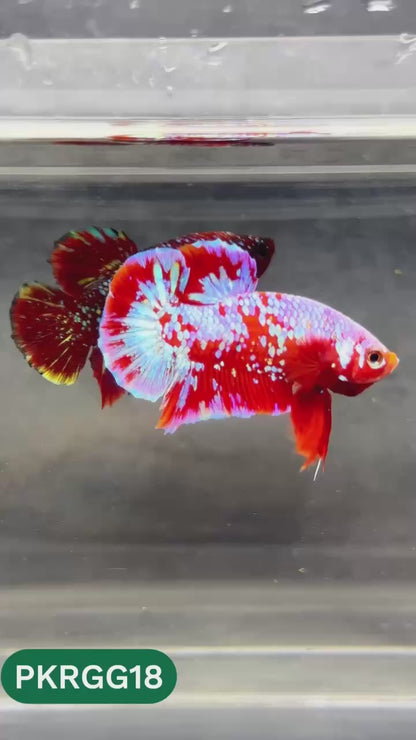 Golden Star Dust Galaxy Plakat Male Betta Fish | Super Rare | You Pick Fish