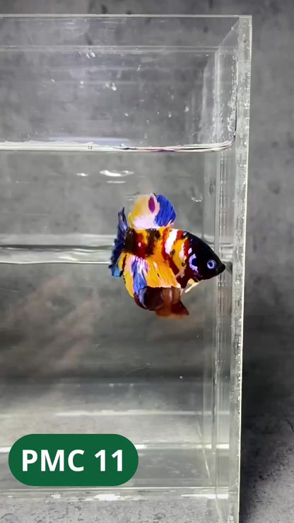 Multicolor Plakat Male Betta Fish |Show Grade|  You Pick Fish
