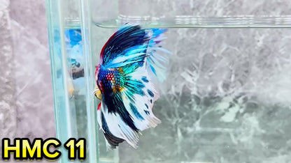 Multicolor Halfmoon Male Betta Fish | High Grade | Order Directly From Farm|  You Pick Fish |