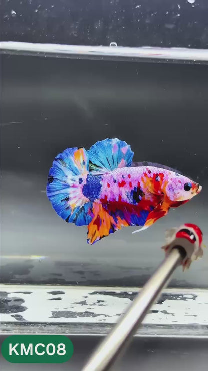 Multicolor Yellow Base Plakat Male Betta Fish | Order Directly From Farm |  You Pick Fish