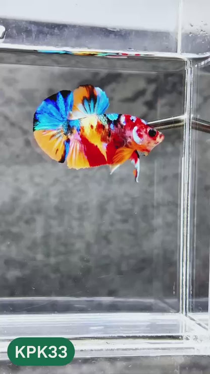 Multicolor Plakat Male Betta Fish |Show Grade|  You Pick Fish
