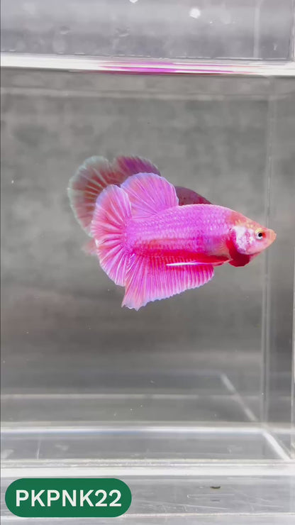 Pink Plakat Male Betta Fish | You Pick Fish | Rare Color