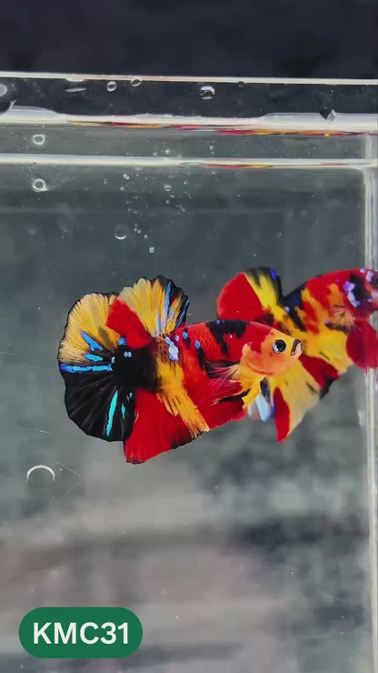 Multicolor Yellow Base Plakat Male Betta Fish | Order Directly From Farm |  You Pick Fish