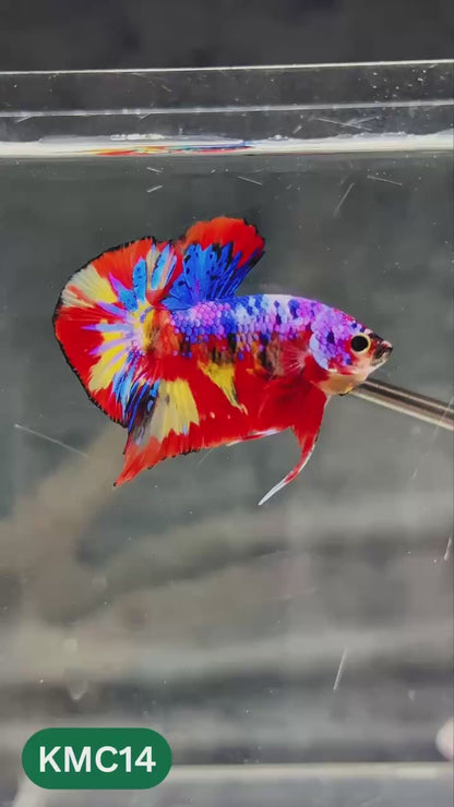 Multicolor Yellow Base Plakat Male Betta Fish | Order Directly From Farm |  You Pick Fish